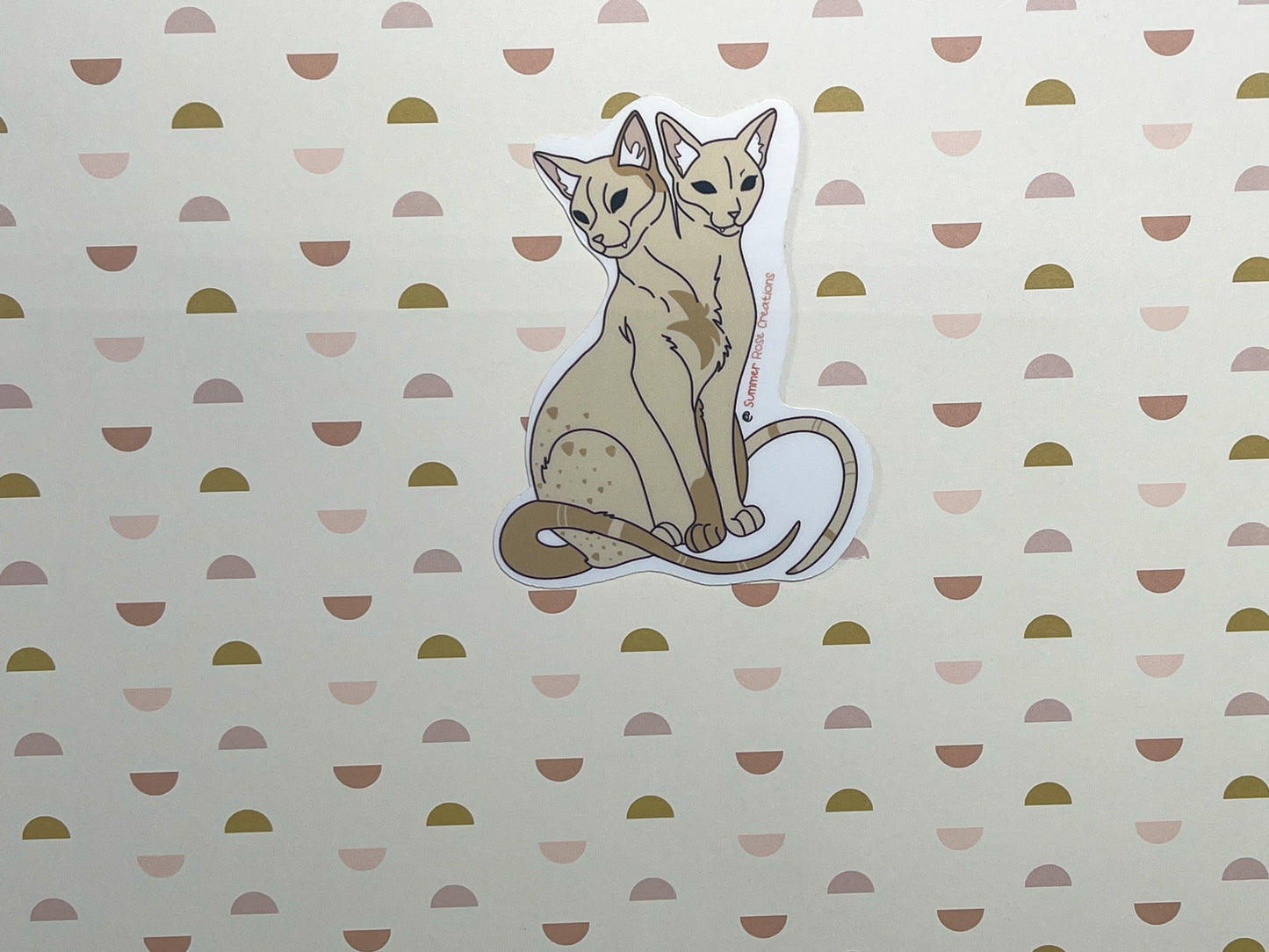 2 headed Cat