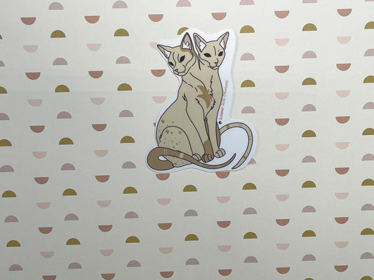 2 headed Cat
